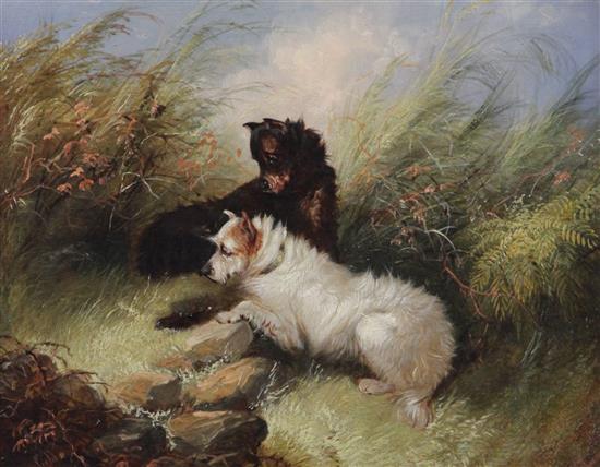 George Armfield (fl.1840-1875) Spaniels flushing ducks and Terriers beside a rabbit hole 8 x 10in.